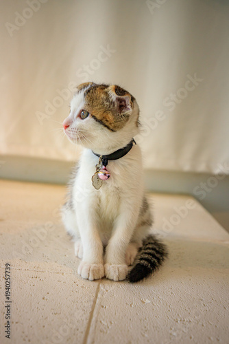 A cute little cat with folded ears.