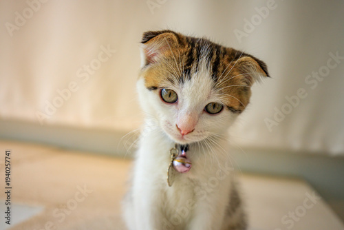 A cute little cat with folded ears.