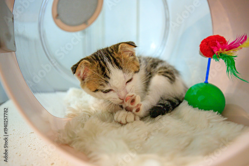 A cute little cat with folded ears.