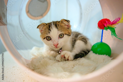 A cute little cat with folded ears.