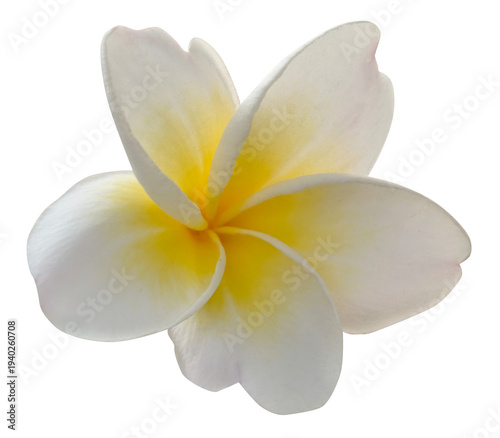 Plumeria Flowers with Yellow Centers on white Background. Frangipani isolated.
