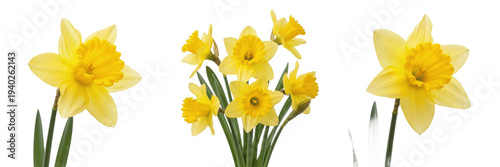 Canvastavla : Set of fresh yellow daffodil flowers and a small bouquet isolated on white bac