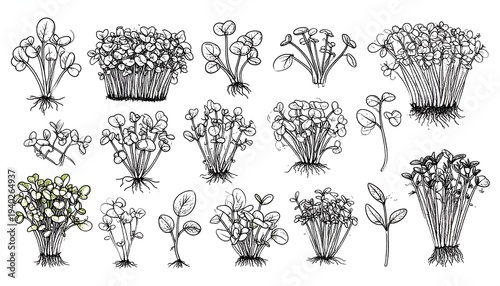 Hand-Drawn Microgreens Collection - A Variety of Fresh Sprouts.