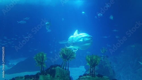 Ocean Sunfish (Mola Mola) Swimming Among Fish And Sea Plants In Blue Aquarium Tank