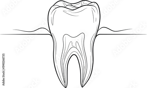 Detailed illustration of a tooth with root and gum line