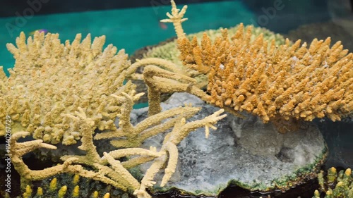 Yellow Branch Coral Growing On Rocky Reef In Shallow Clear Tropical Waters