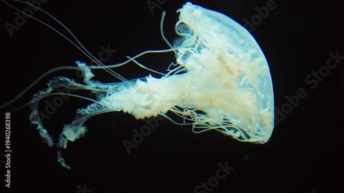 Glowing Blue Jellyfish Floating in Dark Ocean Water Translucent Marine Life Close-Up