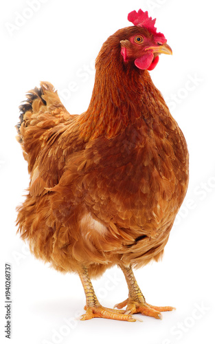 Brown hen standing isolated on white background looking aside