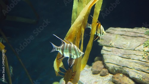 Striped Fish Swimming Among Kelp In A Rocky Aquarium Marine Scene With Soft Underwater Light