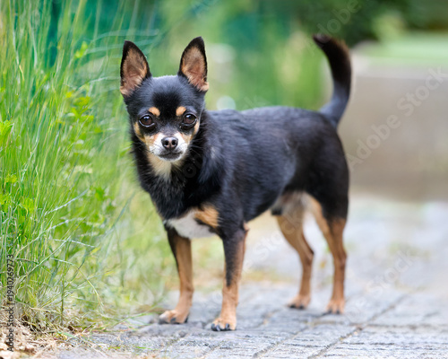 Foto An alert black and tan Chihuahua stands on a paved path outdoors, looking directly at the viewer with curiosity