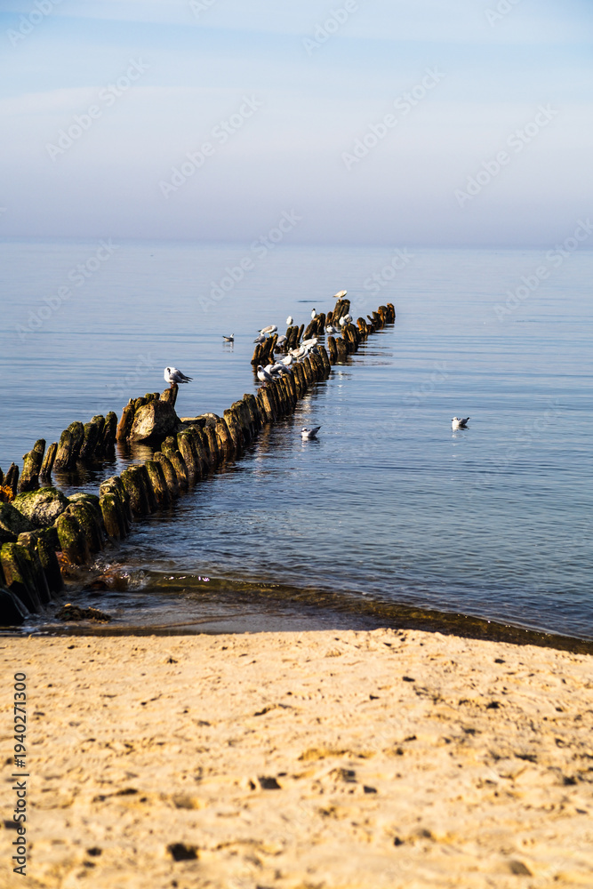 Fototapeta premium Seagulls perched on wooden groynes in calm sea water. Scenic coastal landscape with sandy beach at shoreline. Peaceful ocean horizon during sunny spring day for travel illustration.
