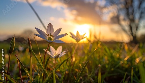 Delicate white flowers bloom in a sun-kissed meadow at sunset.