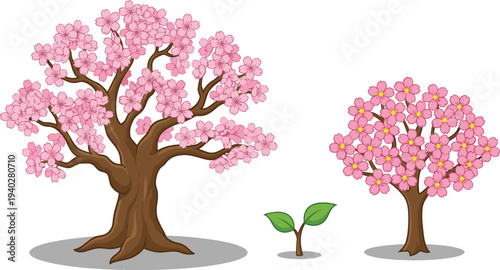 Cherry blossom tree growth stages, sakura spring bloom plant lifecycle botanical garden illustration flat vector illustration design