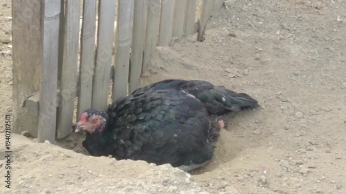Wallpaper Mural a black hen is playing with the dusty ground while scratching with her claws Torontodigital.ca