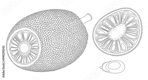 Detailed black and white illustration of a whole and sliced fruit with visible seeds and texture.