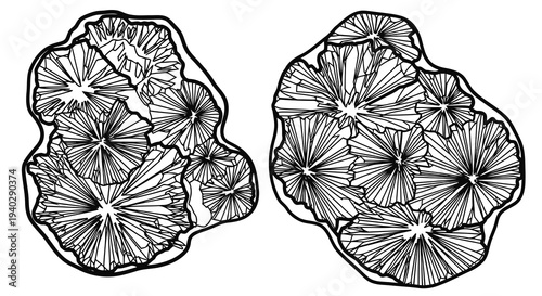 Detailed illustration of two black and white microscopic structures.