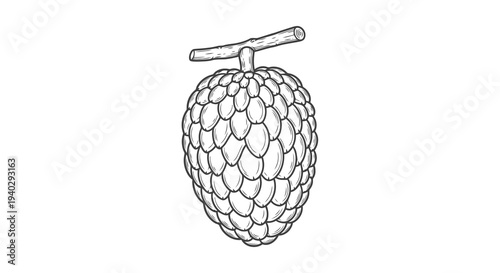 A simple line drawing of a fruit with a textured surface and a stem attached to it.
