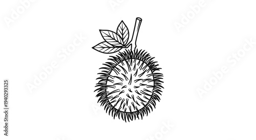 A detailed black and white drawing of a spiky fruit with leaves.
