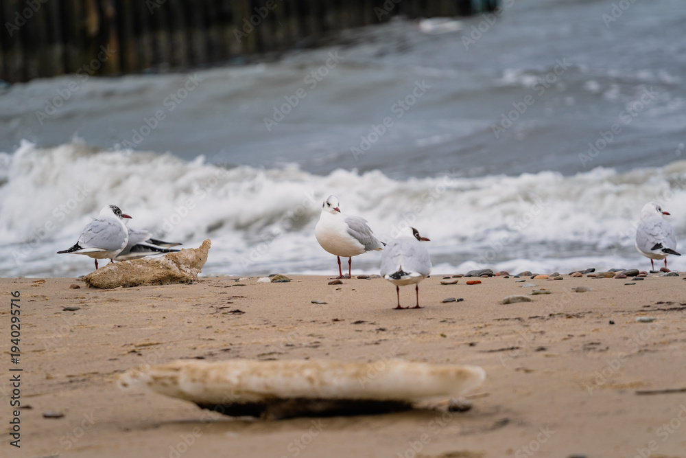 Obraz premium Seagull standing on a sandy beach. Wild bird resting on the seashore. Ornithology and wildlife nature photography. Coastal scenery with avian animal on the coastline in the autumn.