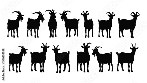 A group of goats standing in two rows