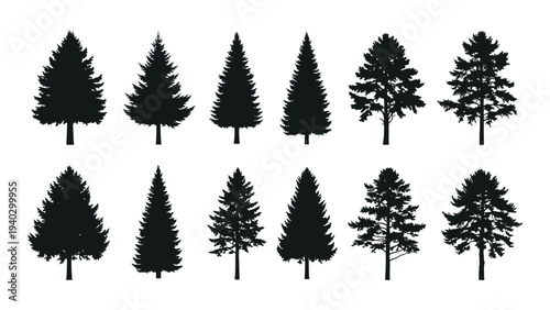 A group of pine trees in various shapes and sizes
