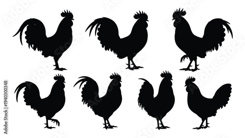 A group of black roosters and hens standing