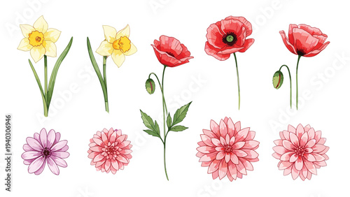 Detailed botanical illustration of various flowers including yellow narcissus red poppies and pink dahlia for garden enthusiasts.