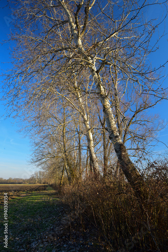 poplar tree in the nature illuminated by the sunlight