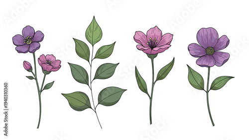 Detailed botanical set of pink and purple flower stems with various green leaves in a classic illustrative style.