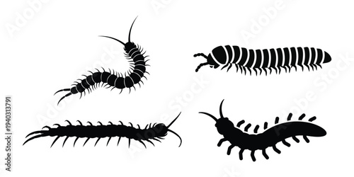 Set of 4 centipede silhouettes, isolated on transparent and white background, vector