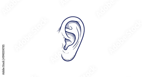 Detailed illustration of a human ear against a clean white background