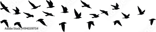 Black silhouette of flying birds flock isolated on white background, migratory pigeons group in sky, nature freedom concept, vector illustration, wildlife wings
