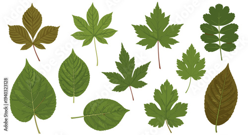 Collection of diverse green and brown leaves with detailed veins on a white background