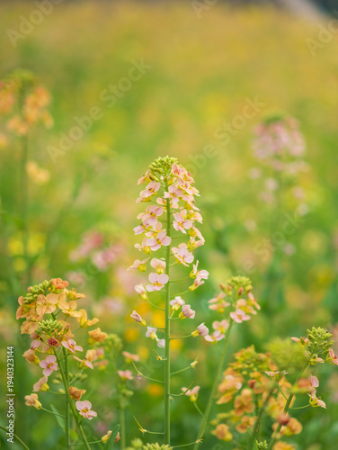 Tall stalks of pale pink wallflowers blooming in a green field.
