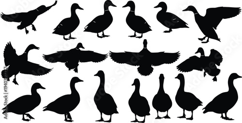 Large collection of black duck silhouettes in various poses including flying standing walking and swimming isolated on white background for design,