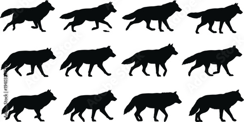 Set of black wolf silhouettes in various walking and running poses showing movement and gait sequence isolated on white background,