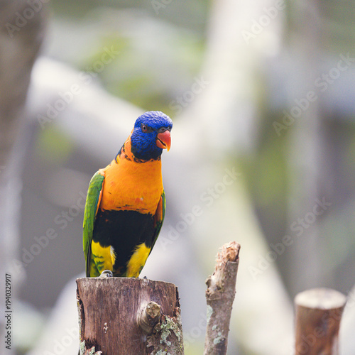 Rainbow lorikeet perched on branch in tropical environment