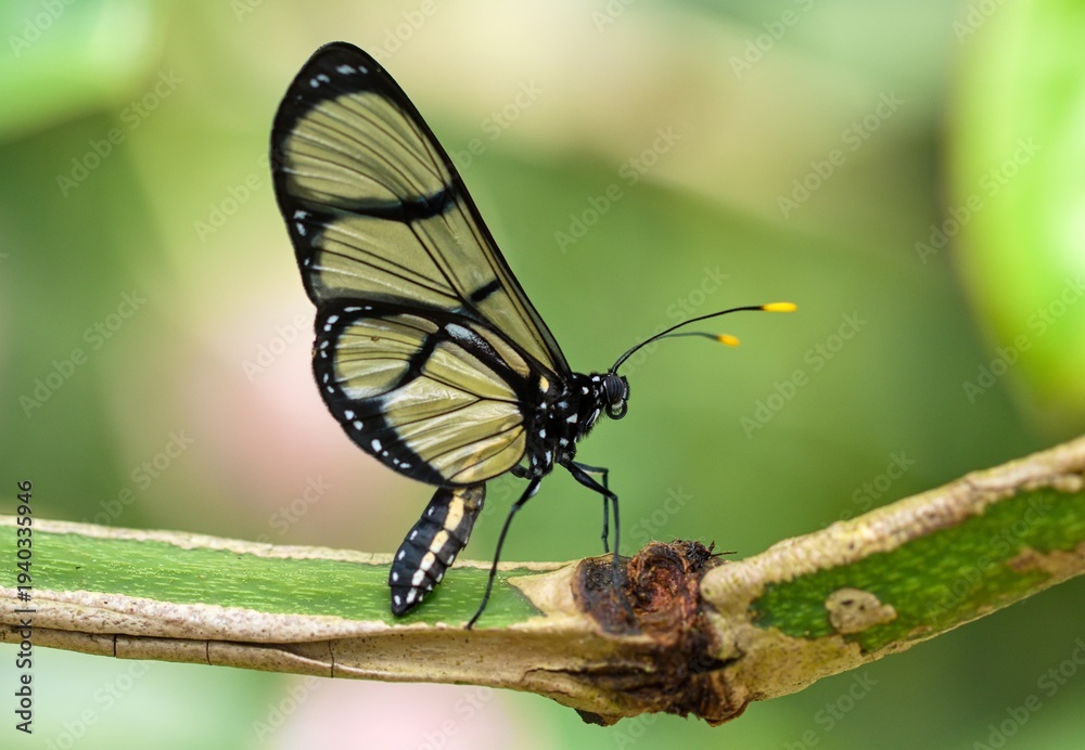 Obraz premium butterfly on leaf