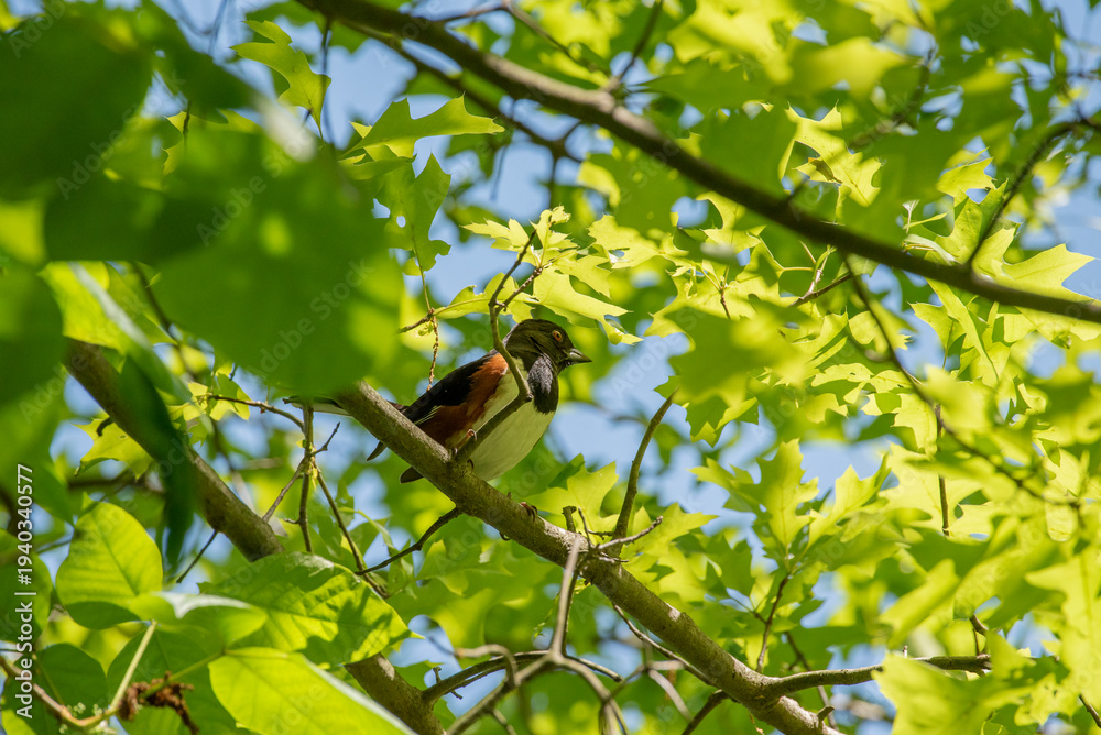 Obraz premium Eastern Towhee