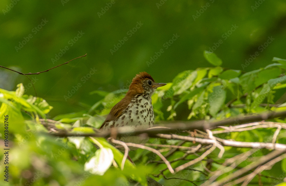 Obraz premium Wood Thrush