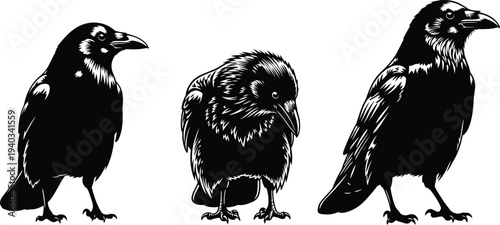 Black silhouettes of ravens, vector isolated crows in different poses on transparent background
