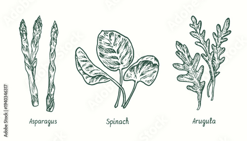 Asparagus, spinach and arugula. Ink black and white doodle drawing in woodcut style