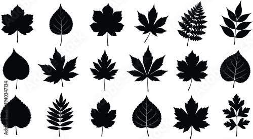 Collection of diverse leaf silhouettes on white background