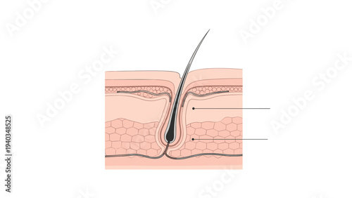 Cross section diagram of a human hair follicle showing the hair shaft and different skin layers for medical and beauty education.