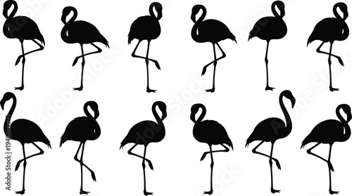 Flamingo silhouettes collection, standing flamingo bird poses set, tropical pink flamingo animal shapes, isolated wildlife vector illustration pack