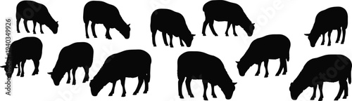 Sheep silhouettes collection, grazing sheep farm animal poses set, black livestock sheep shapes, isolated agriculture vector illustration pack