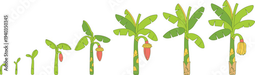 Banana plant life cycle stages from seedling to fruit-bearing tree, educational botany illustration showing growth process with sprout, leaves, flower, and ripe bananas