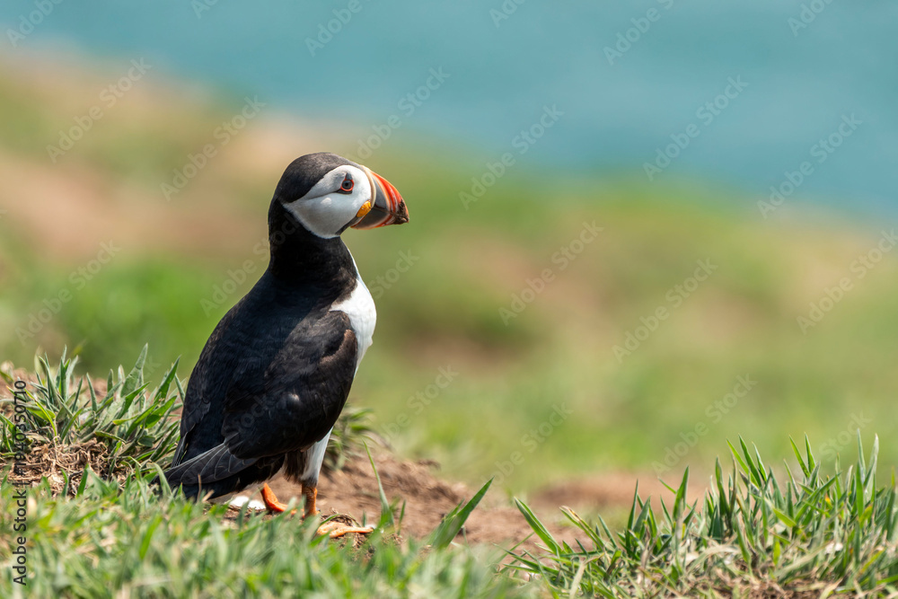 Fototapeta premium Common Atlantic Puffin (Fratercula artica) bird with copy space, a migrating bird that can be found flying on Skomer Island Pembrokeshire South Wales UK, wildlife stock photo image