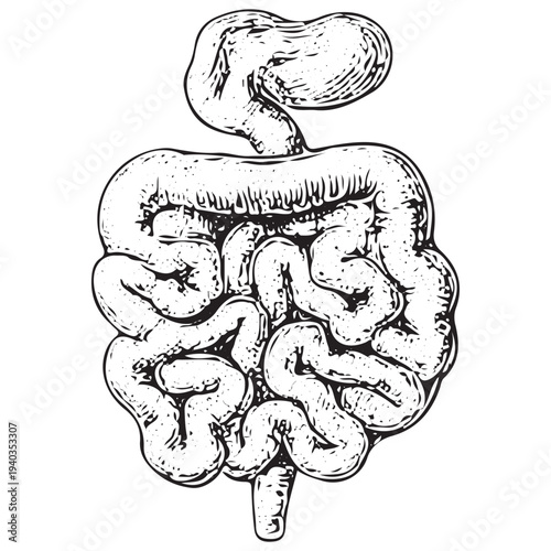 Small Intestine Anatomy Illustration – Human Digestive System Medical Engraved Style