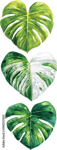 Fresh green leaves isolated on a clean white background showing natural plant texture and healthy organic freshness